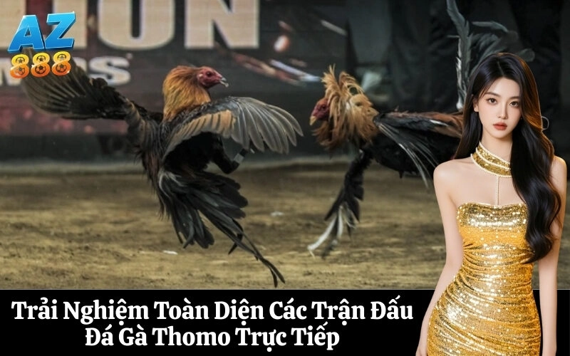 Trải Nghiệm Toàn Diện Các Trận Đấu Đá Gà Thomo Trực Tiếp