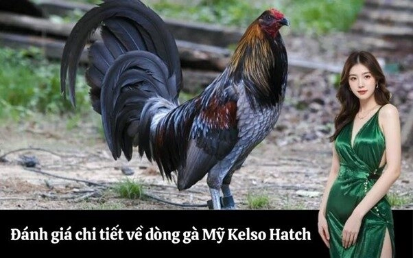 Đánh giá chi tiết về dòng gà Mỹ Kelso Hatch