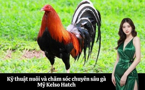 Kỹ thuật nuôi và chăm sóc chuyên sâu gà Mỹ Kelso Hatch